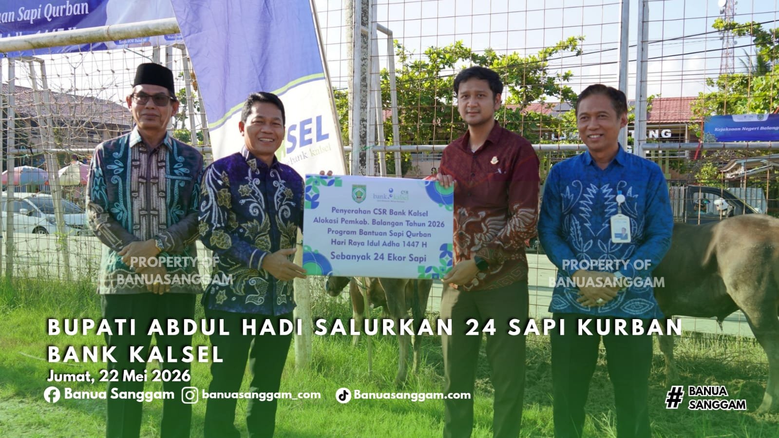 Bupati Abdul Hadi Salurkan 24 Sapi Kurban Bank Kalsel